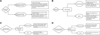 Strategies for Articular Cartilage Repair and Regeneration